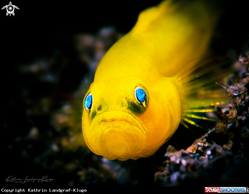 A Yellow Pygmy Goby 