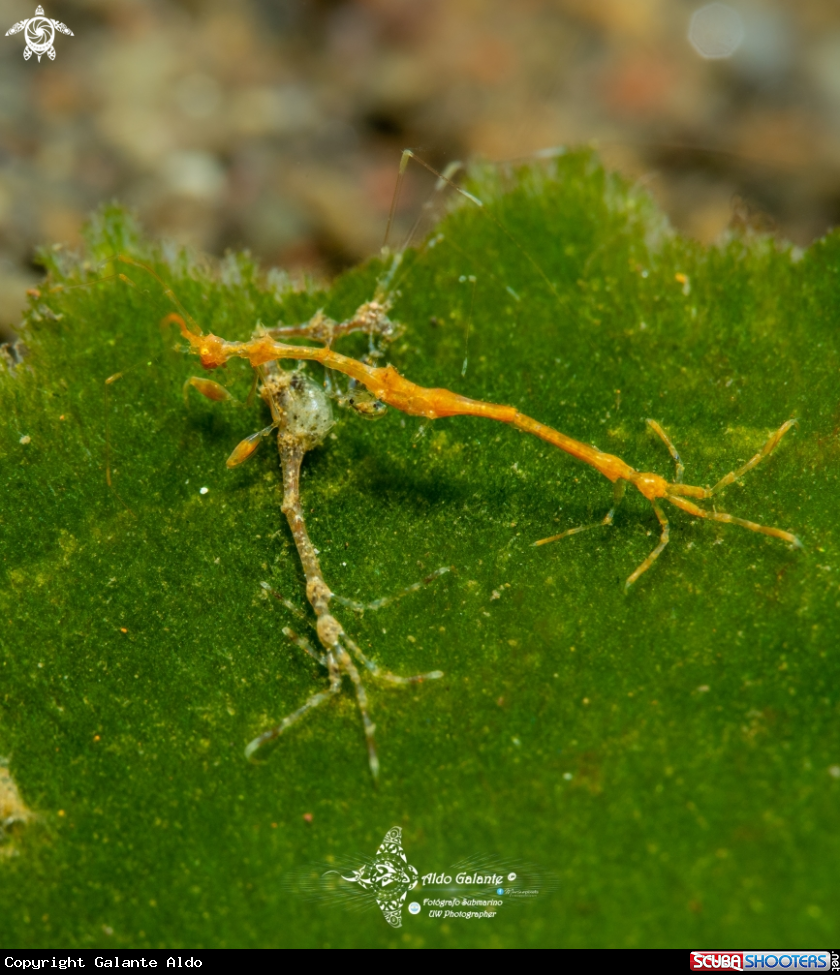 A Skeleton Shrimp 