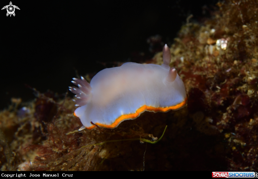 A Nudibranch