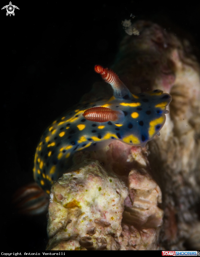 A Hypselodoris infucata nudibranch