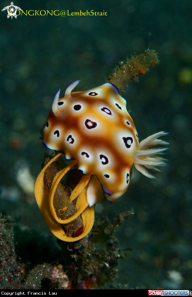 A Nudibranch (Goniobranchus leopardus) with eggs