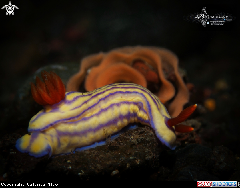 A Nudibranch