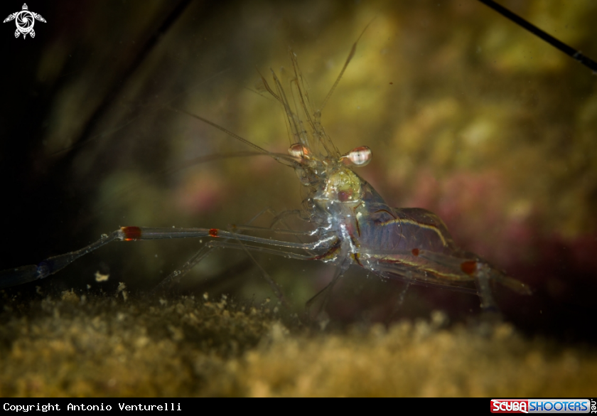 A Ghost shrimp