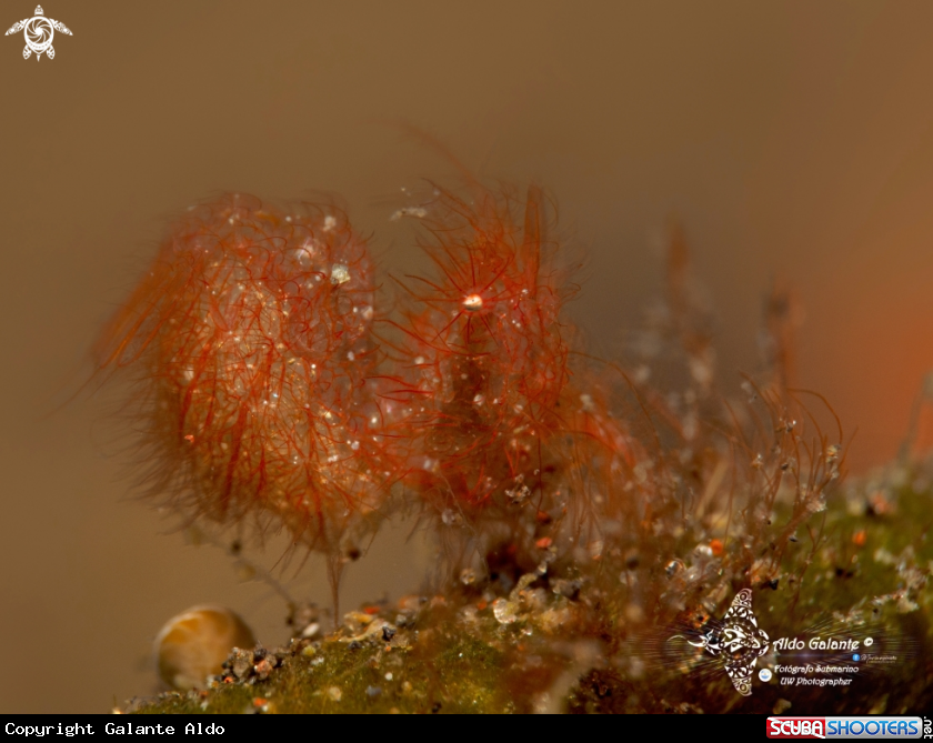 A Hairy Shrimp (4 mm/0.15 inch)