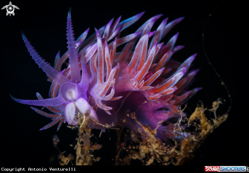 A Flabellina nudibranch