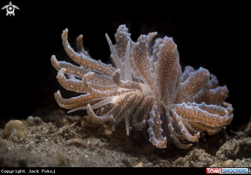 A Philloddesmium crypticum