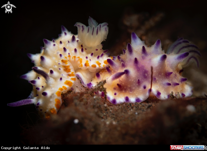 A Mexichromis Nudibranch