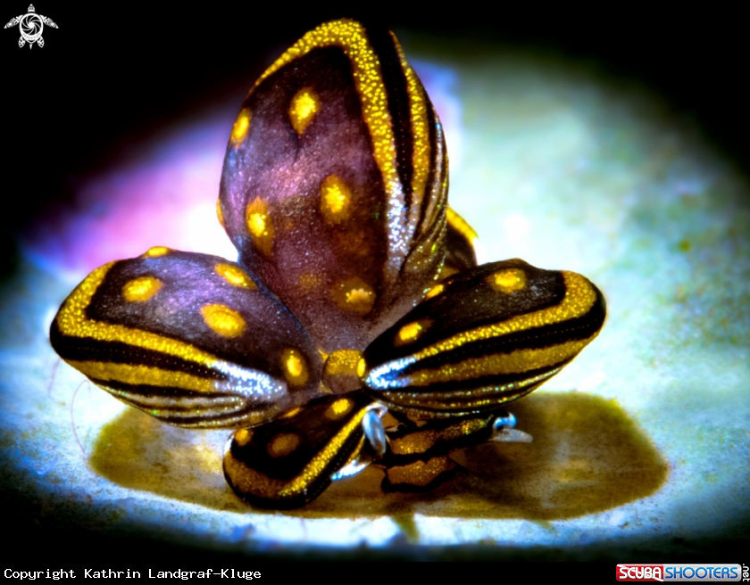 A Tiny Butterfly Sea Slug 