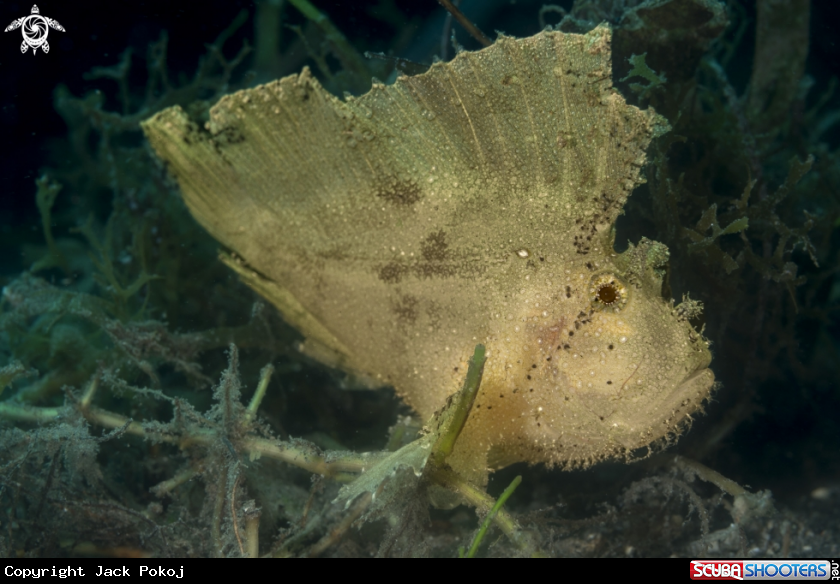 A Leaf Scorpionfish