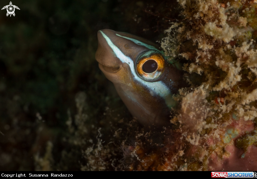 A Bluestriped fangblenny