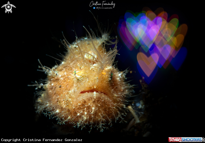 A Hairy frogfish