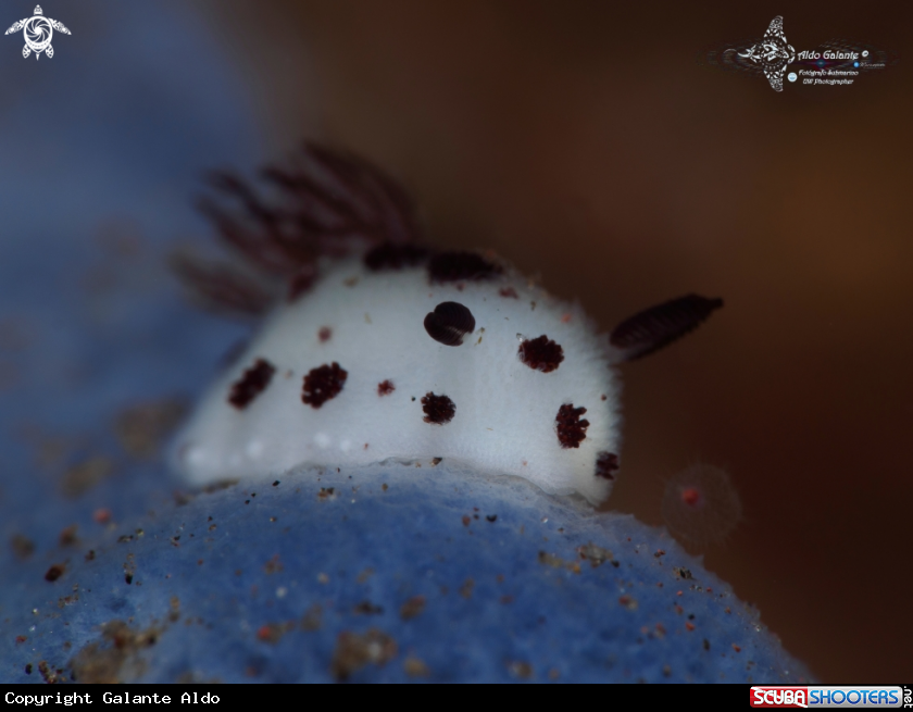 A Nudibranch