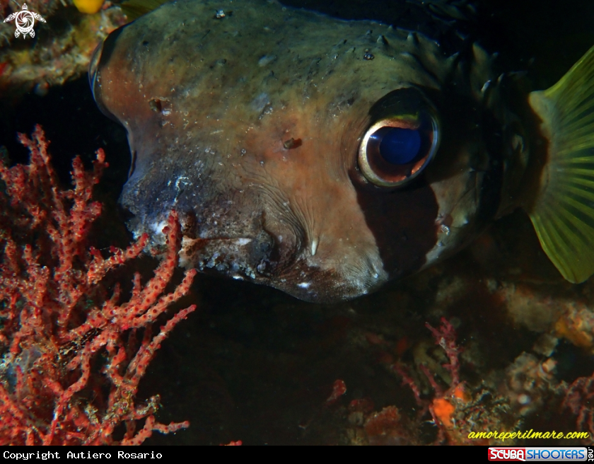 A Pesce istrice