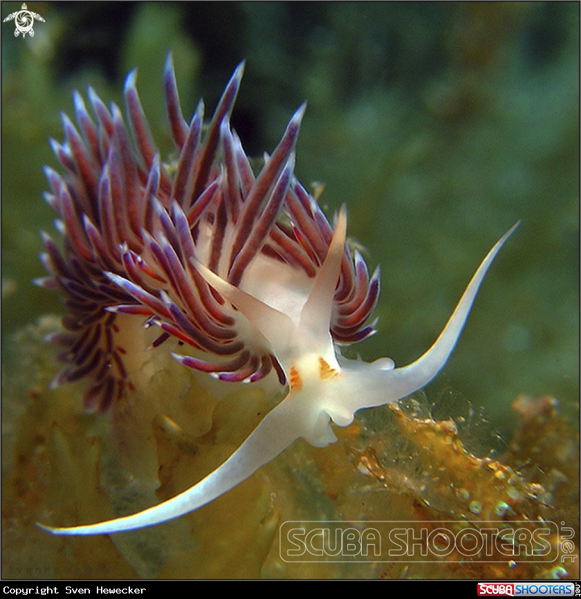 A mediterranean nudibranch
