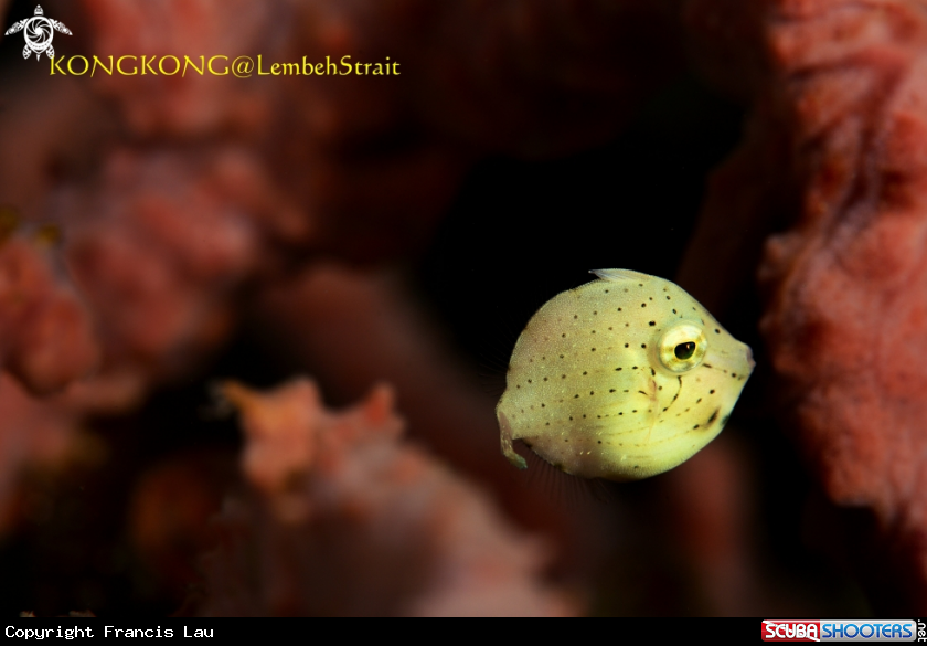 A Yellow Japanese Inflator Filefish