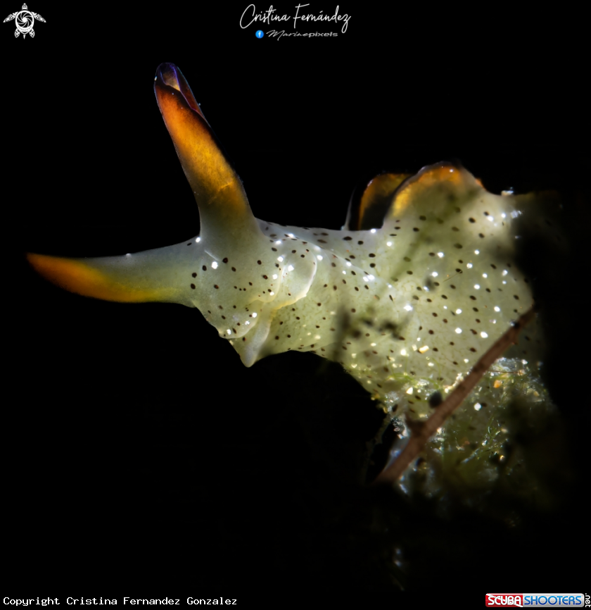 A Nudibranch