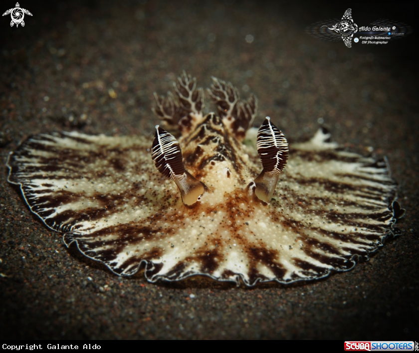 A Nudibranch