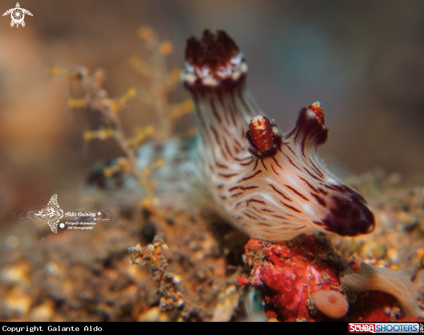 A Nudibranch