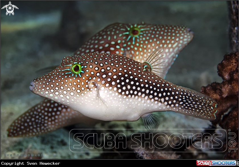 A Black saddle puffer or blacksaddled Toby or Valentini Toby