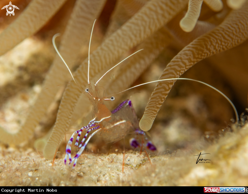 A Pedersons cleaner shrimp