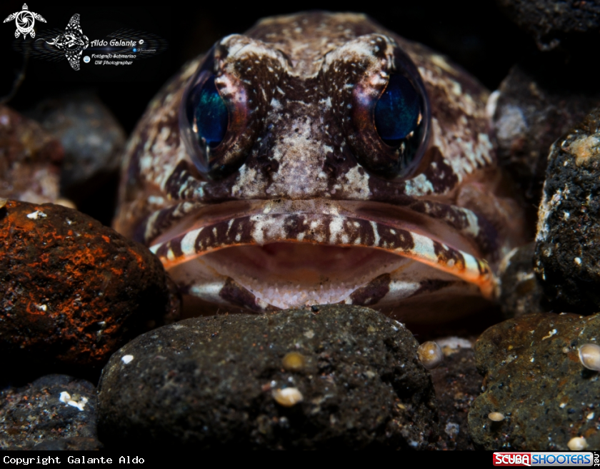 A Jawfish