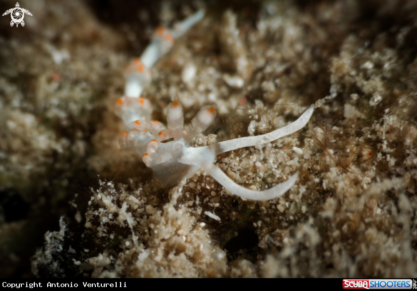 A Aeloid nudibranch