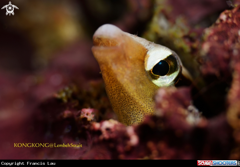 A Twin Fangblenny