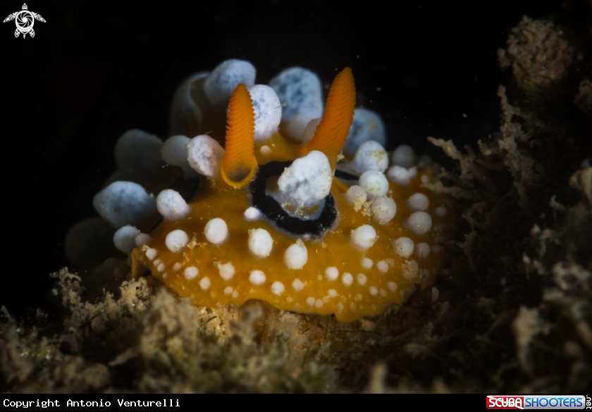 A Phyllidia ocellata nudibranch