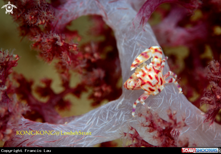 A Soft Coral Porcelain Crab (Lissoporcellana nakasonei)