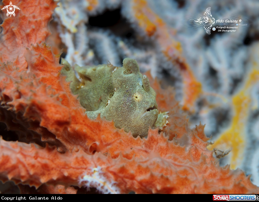 A Frogfish Juvenil