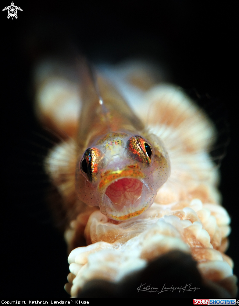 A Wire Coral Goby 