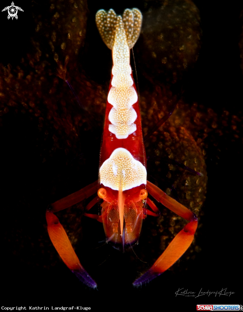 A Emperor Shrimp