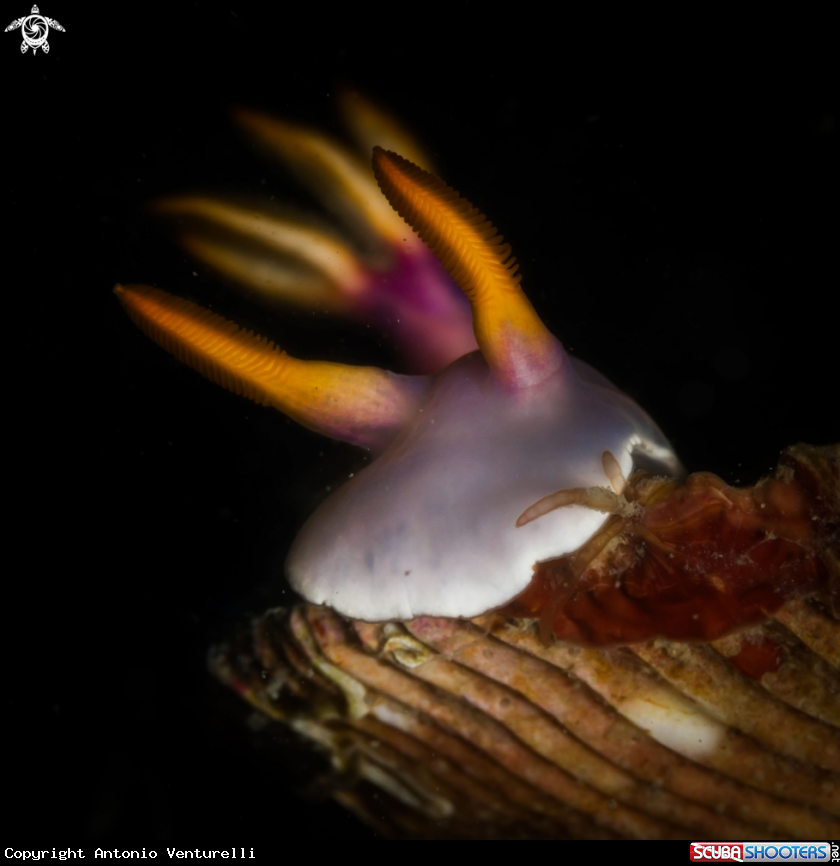 A Hypselodoris Bullockii nudibranch