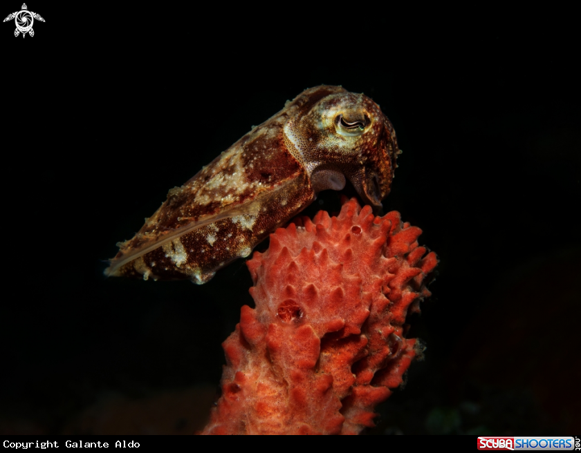 A Cuttlefish