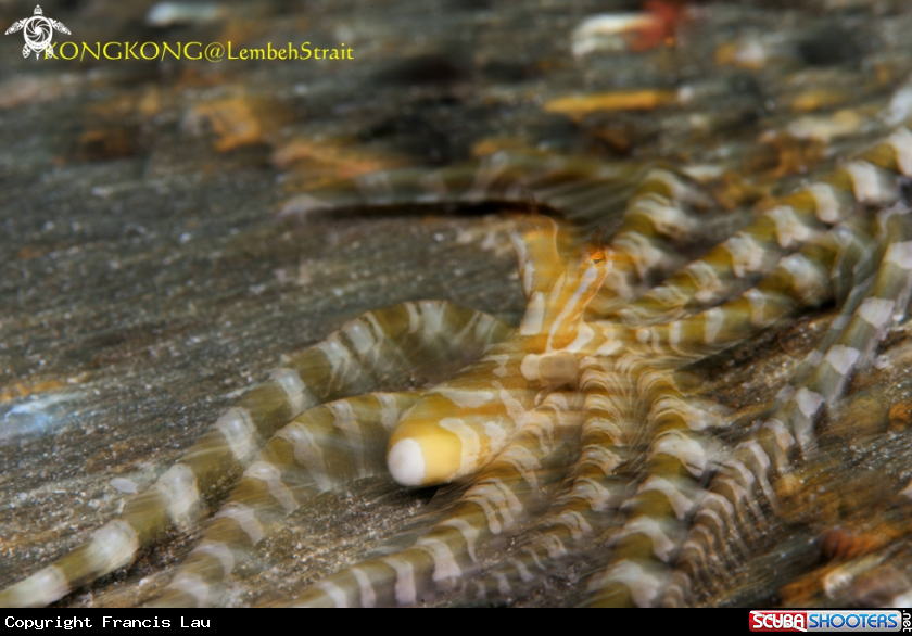 A Wonderpus Octopus