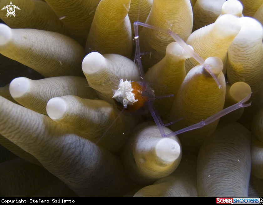 A underwater creature