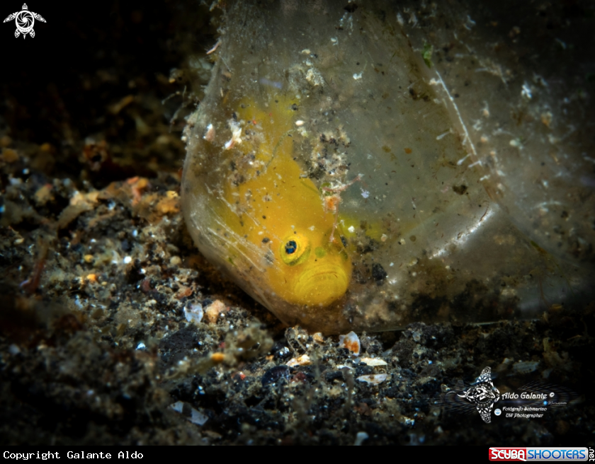 A Goby