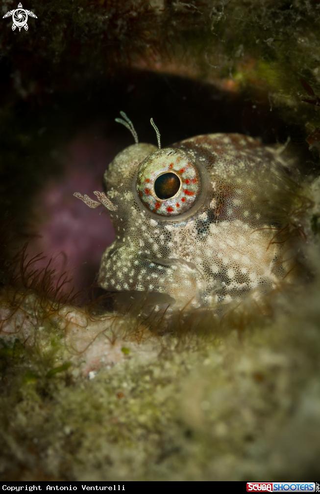 A Coral goby