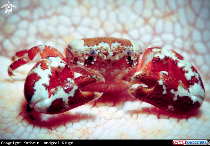 A Porcelain Crab