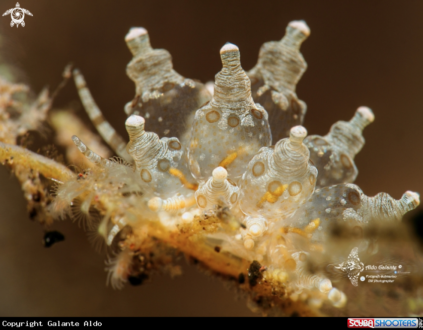 A Eubranchus Sea Slug (15 mm-0.60 Inch)