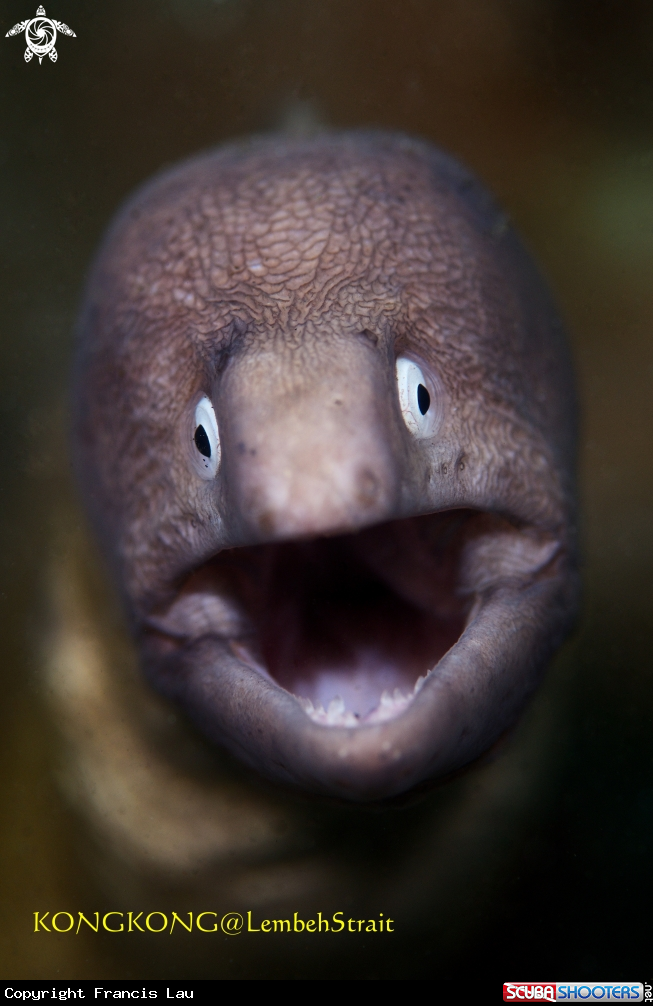 A White-eyed Moray (Gymnothorax thyrsoideus)