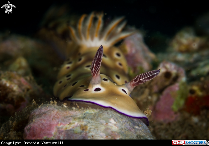 A Hypselodoris tryoni nudibranch