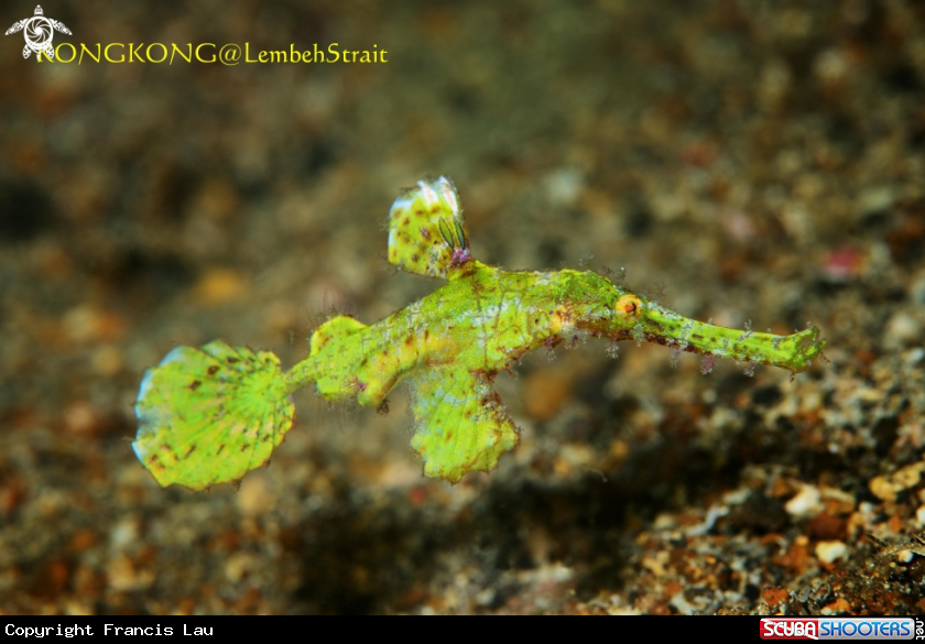 A Halimeda Ghost Pipefish (Solenostomus halimeda)