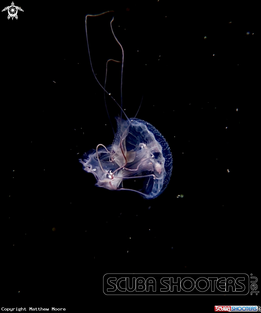 A Jelly fish