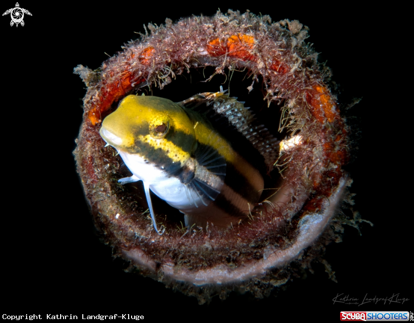 A Blenny