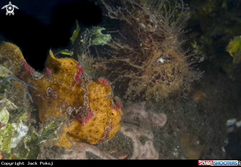 A Hairy and Spotfin Frogfish