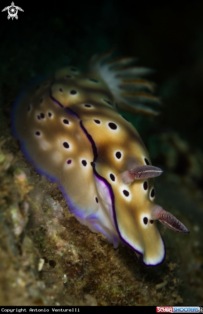 A Hypselodoris Tryoni nudibranch