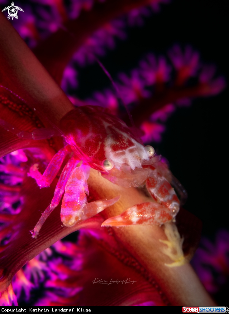 A Porcelain Crab