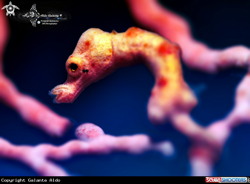 A Pygmy Seahorse Denise