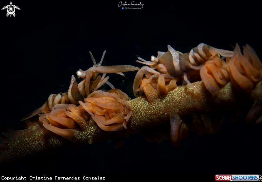 A Whip coral shrimp